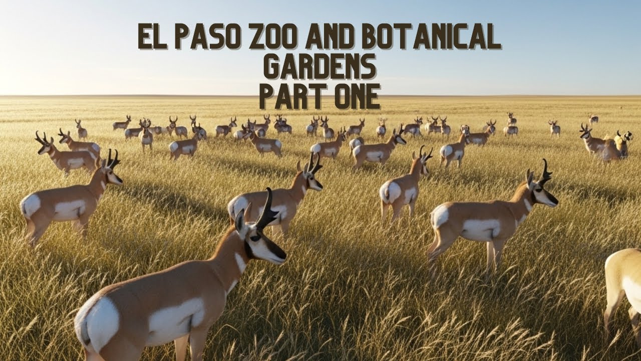 El Paso Zoo and Botanical Gardens Full Tour 2025 - Part One