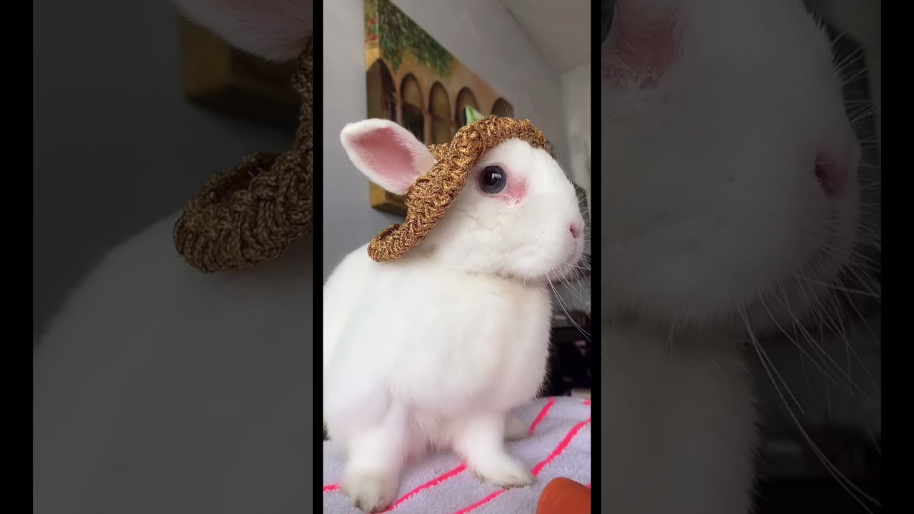 The REAL Cyber Bunny