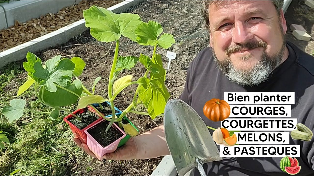 Comment bien planter COURGETTES, COURGES 🎃, MELONS 🍈 & PASTEQUES 🍉 (puis réussir leur culture)『TUTO』