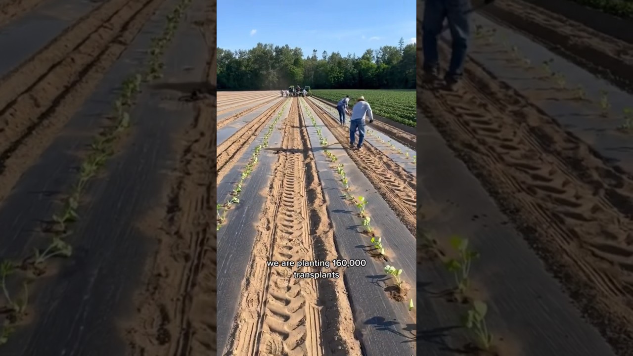 How we plant 160,000 butternut squash in one day