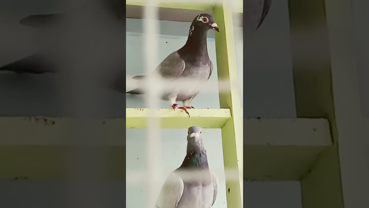 pigeon kulapol#shortvideo #trending #kalapate