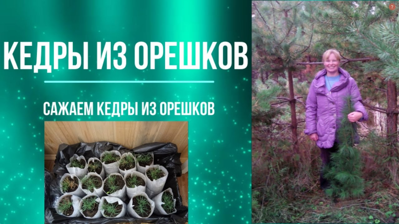 Сажаю кедры из орешков. Посадка и предварительная стратификация