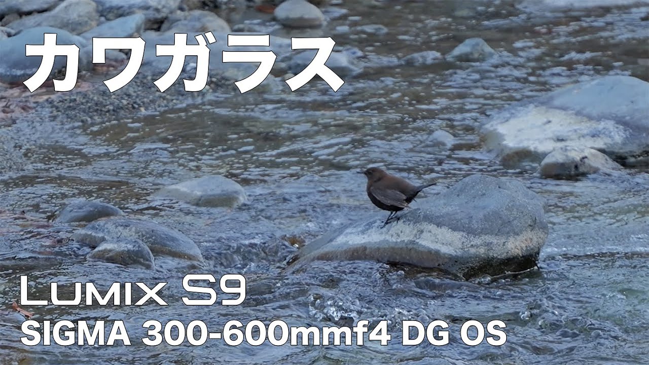 【カワガラス】カワガラス LUMIX S9 SIGMA300-600mm f4 DG DN