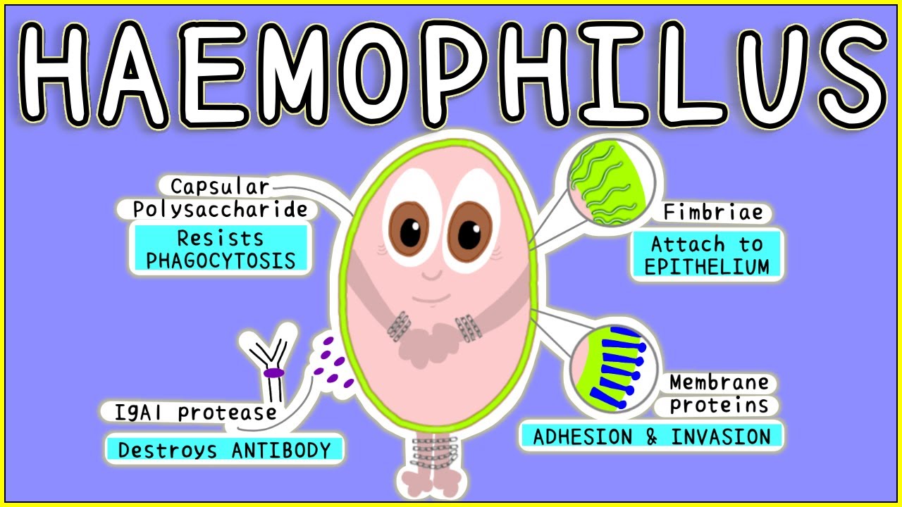 Haemophilus Microbiology: Morphology, Pathogenesis, Diagnosis, Treatment