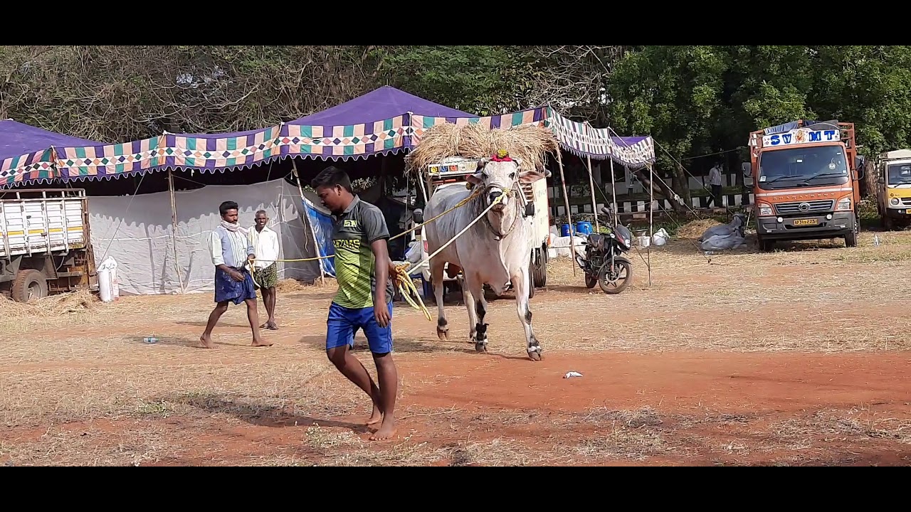 Amazing Ongole Bulls and Cattles Show during Ongole Bulls Stone Pulling Race in Vijayawada