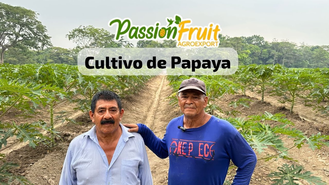 Cultivo de Papaya