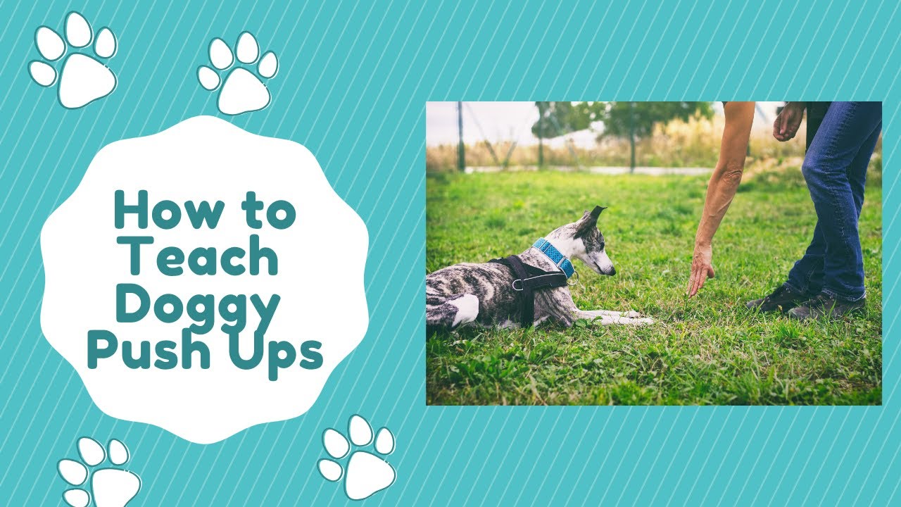 How to Teach Doggy Push Ups