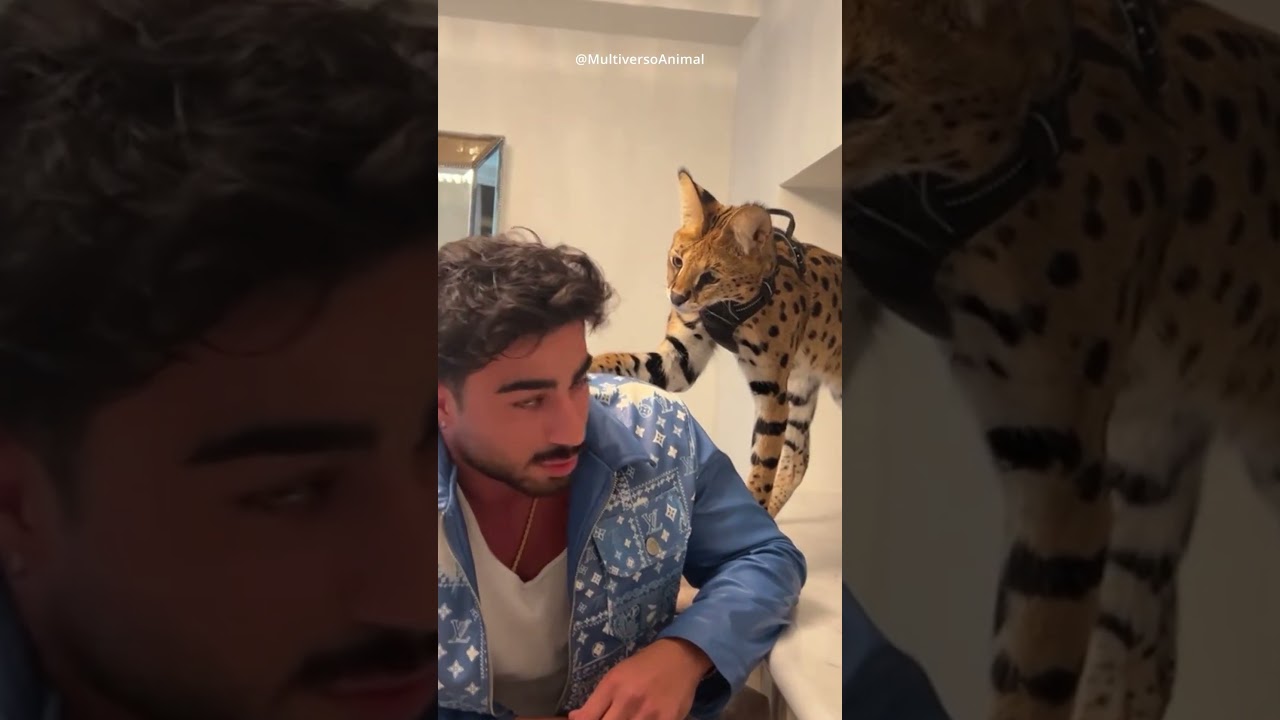 Voc&ecirc;s tem vontade de ter um gato grande? #gateiros #gateiras