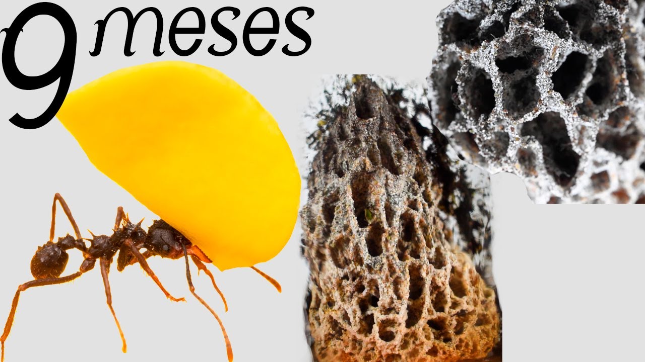 Crecimiento de colonia de CORTADORAS de HOJAS en 9 meses |  Acromyrmex coronatus
