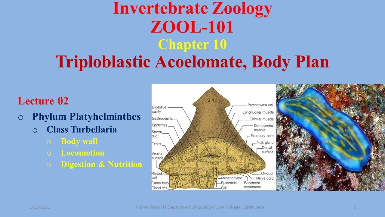 Class Turbellaria, Body wall, Nutrition & Digestion,#platyhelminthes #Planaria #Dugesia #Turbellaria