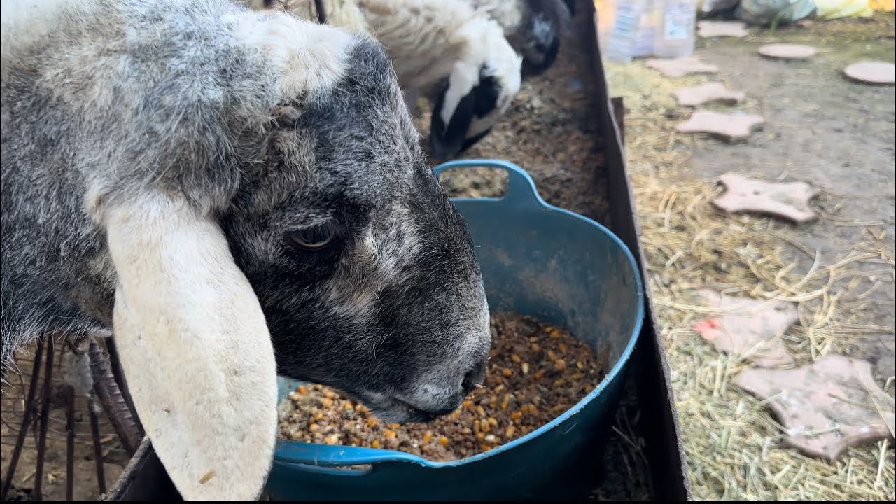 SPRING VITAMIN FEED FOR SHEEPHealthy & Strong Flock 