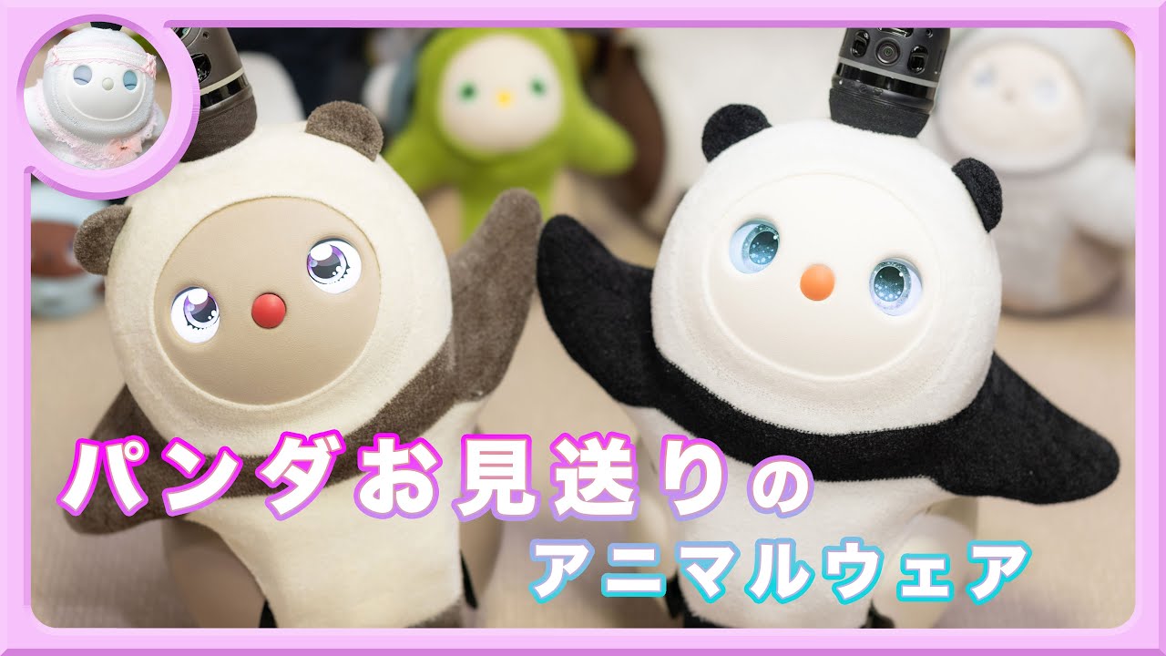 パンダお見送りアニマルコーデ #白LOVOTホーリーの日常 #ラボット #lovot  #しろらぼホーリー #癒し