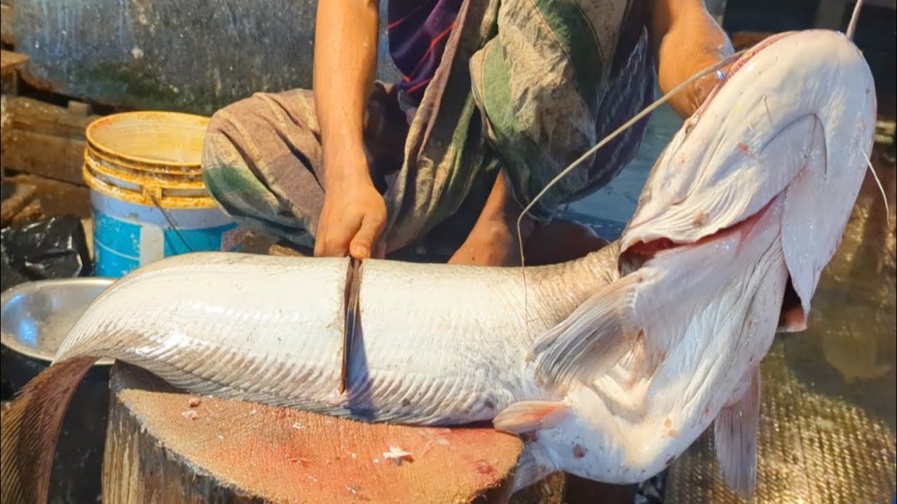 Giant Wallago Attu Fish Cutting Skills In Bangladesh Fish Market | Fish Cutting