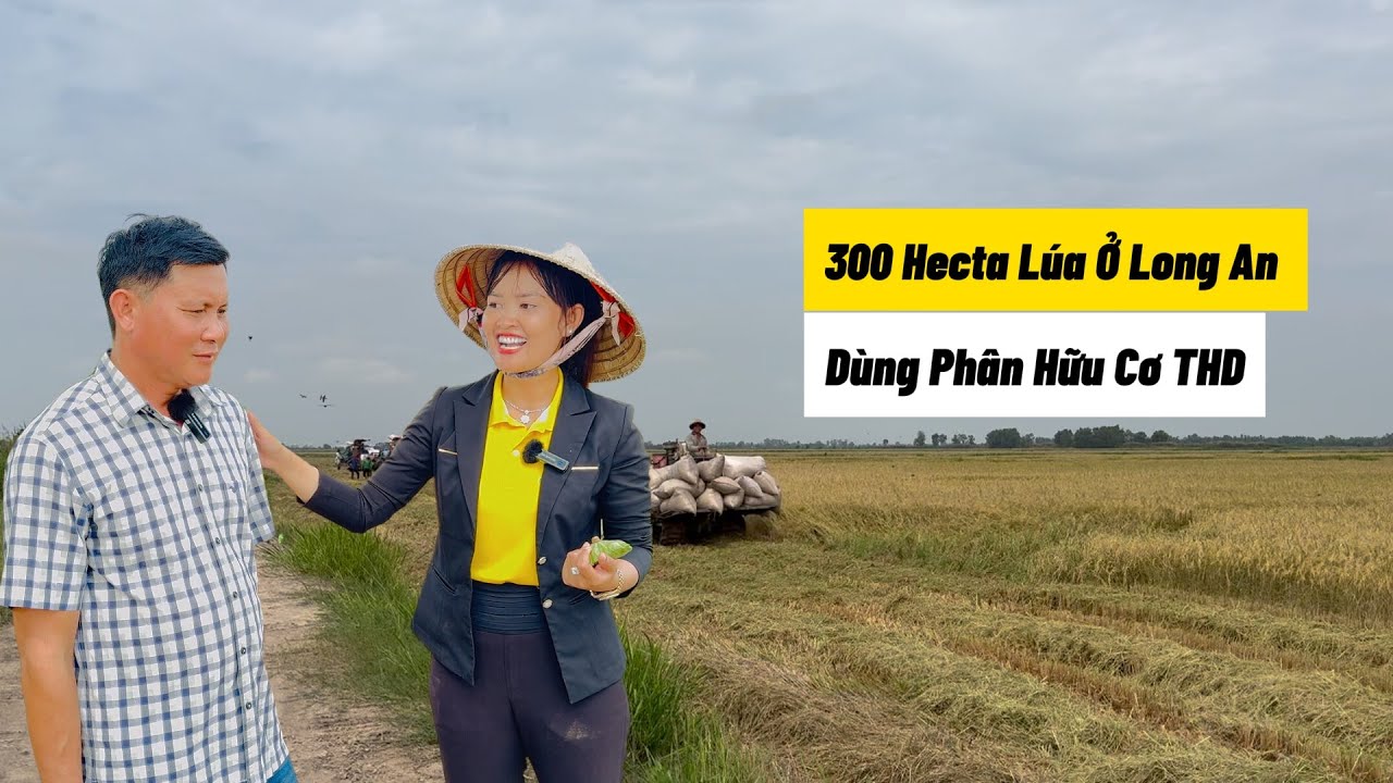 Cảnh Thu Hoạch 300 Hecta Lúa Nếp Ở Long An