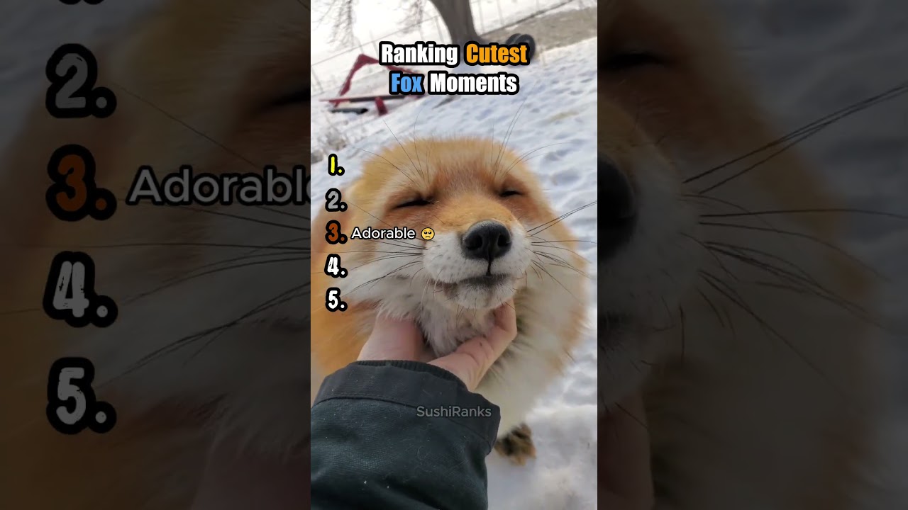 Ranking The Cutest Fox Moments Ever! 🦊✨ #ranking #shorts #fox