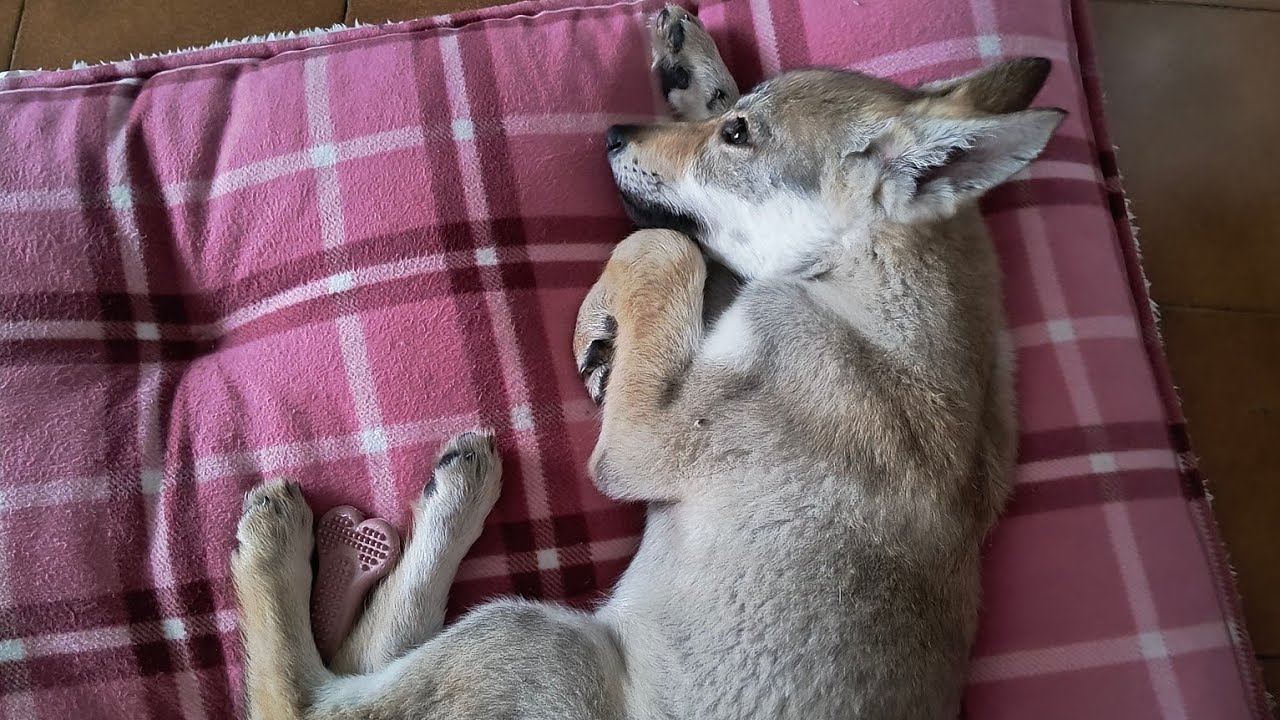 2 mesi con un Cane Lupo Cecoslovacco🐺
