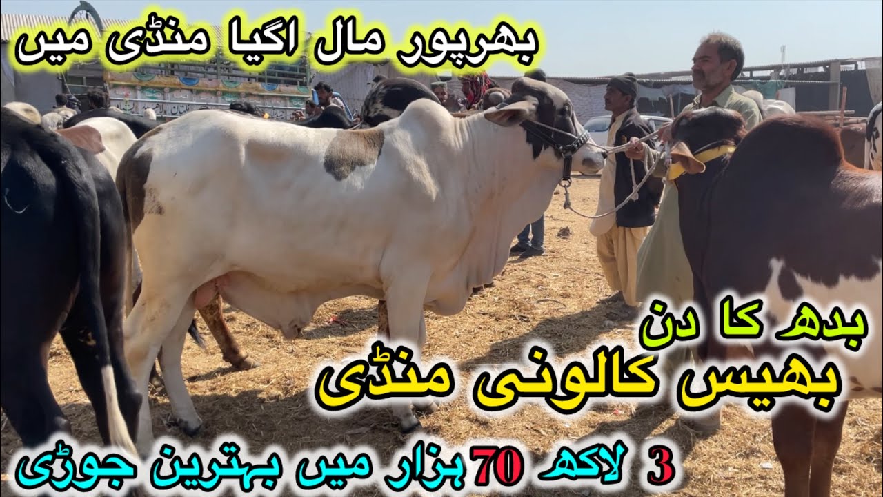 Bhains Colony Mandi Latest Update | 4 Feb Wednesday 2026•Cattle Market Karachi #animals