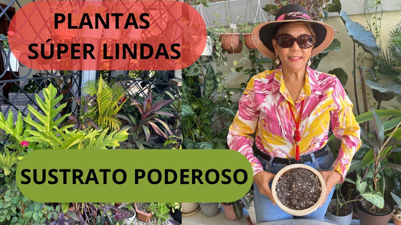 PLANTAS SÚPER LINDAS!! Mira este poderoso SUSTRATO!#plantastropicales #jardín #cuidados #tour #