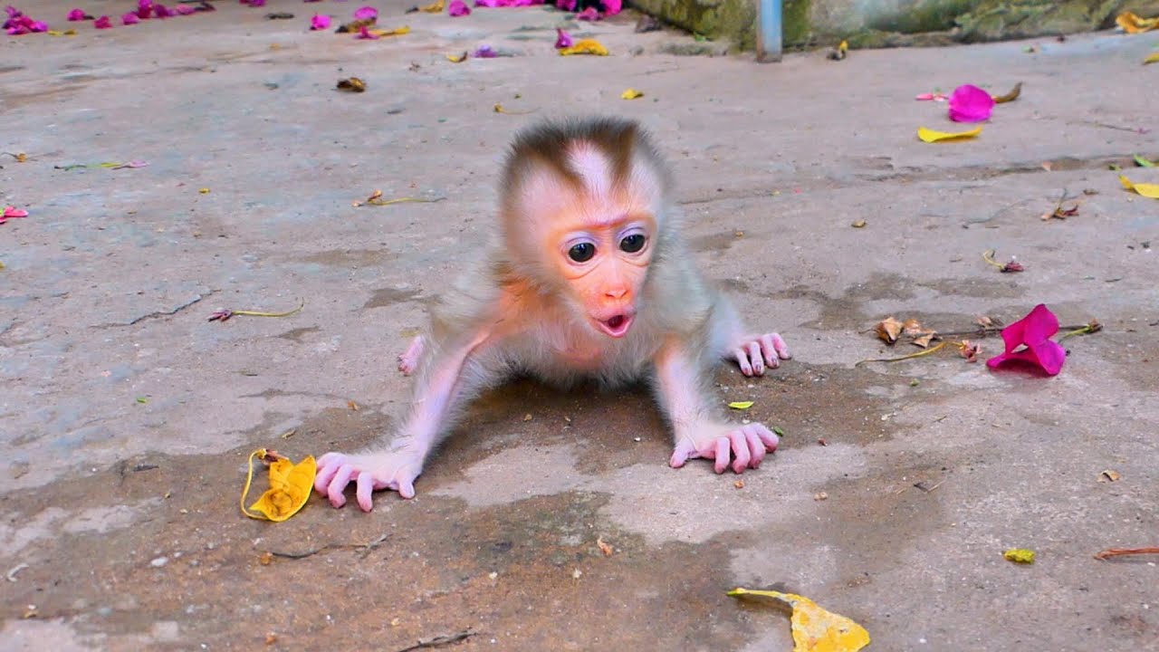 So Cute Ella Orphan Monkey - Enjoy Watching Abandon Baby Monkey - Daily Wildlife Monkey