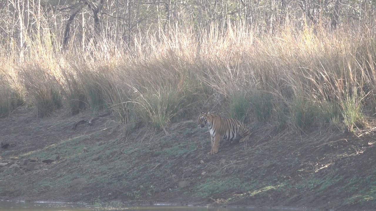 When maya scolds her cub, and sibling makes fun of him!!