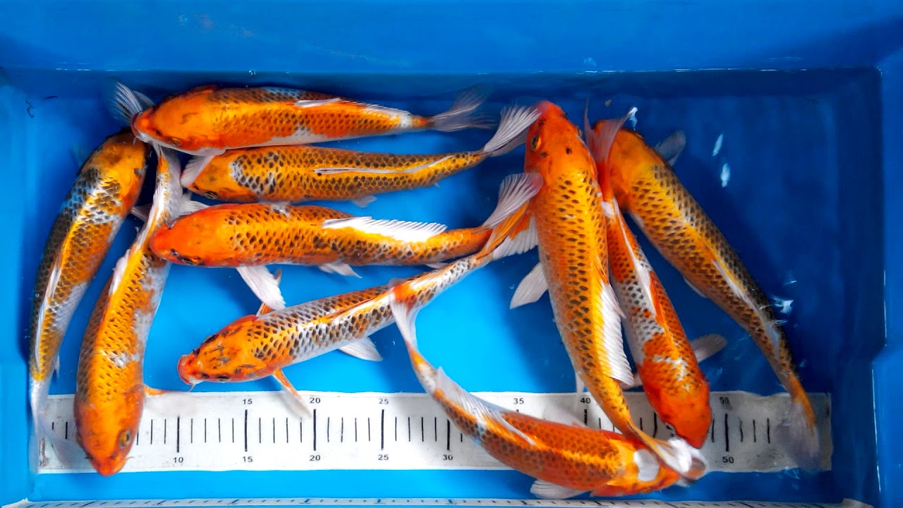 Ready Stock Ikan Koi Blitar jenis Kujaku 25-28cm