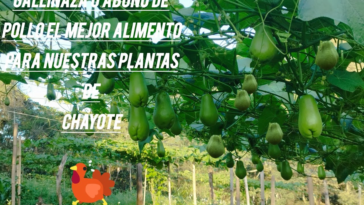 El mejor Abono orgánico Para las Plantas de Chayote#agricultura #campomexicano #naturaleza #tomate