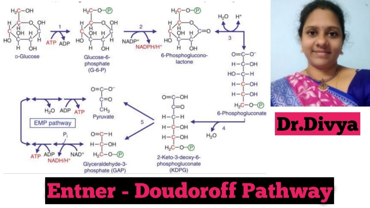 Entner-Doudoroff Pathway# ED pathway in microbes # Genes & Genus