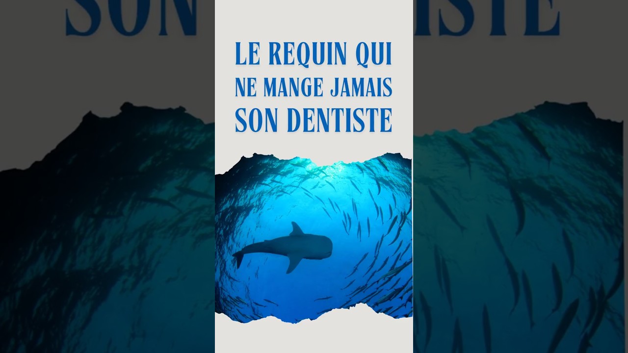 Le requin qui ne mange jamais son dentiste