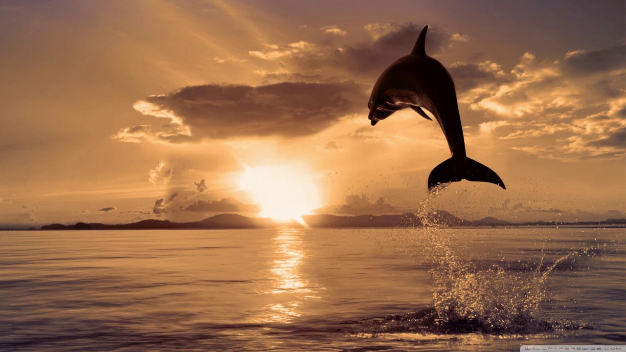 Sayes - Dolphin Ride (Original Mix)