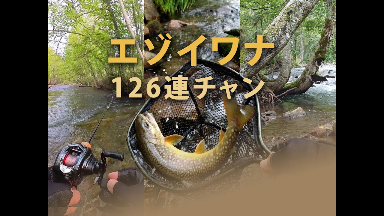 北海道　エゾイワナ126匹　連チャン（2025年の釣果）