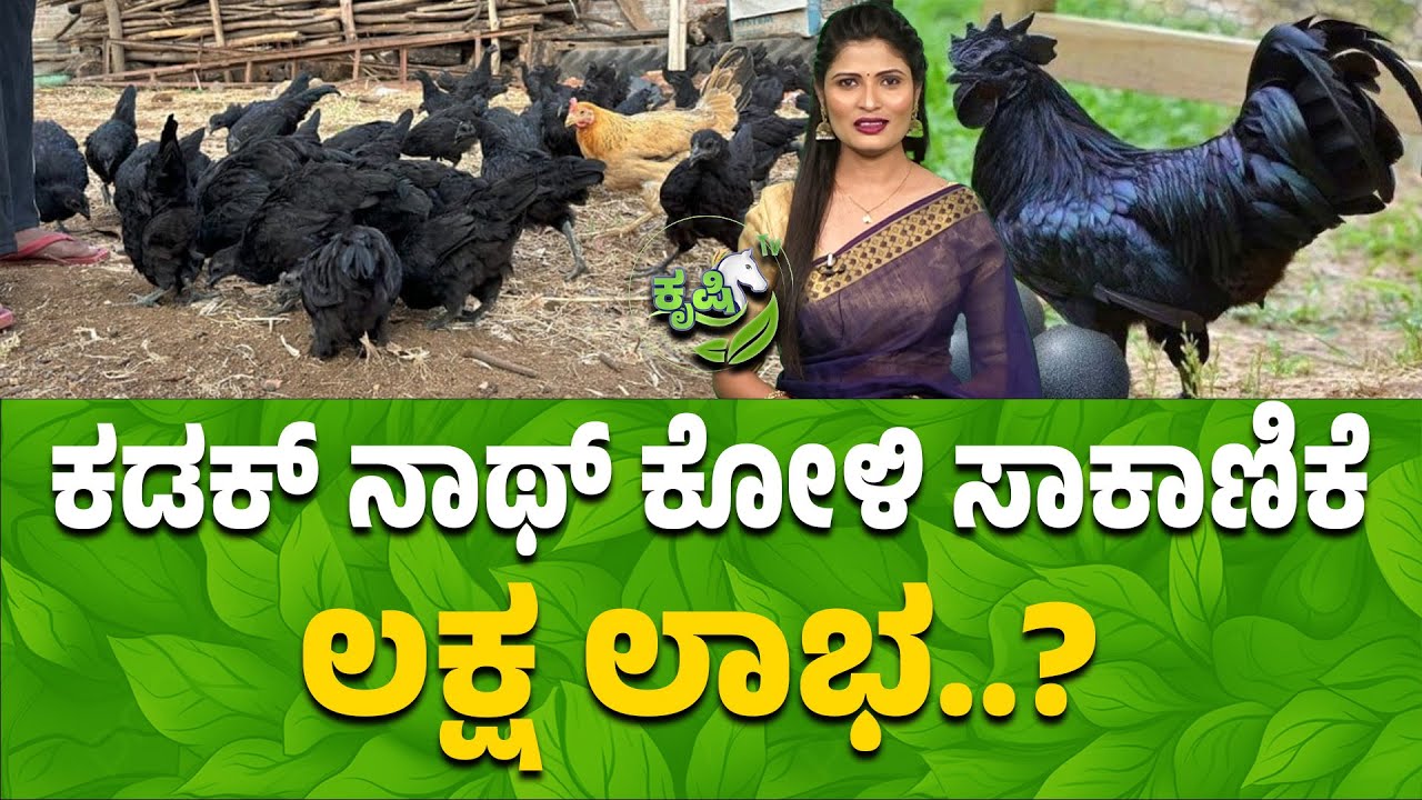 ಕಡಕ್ ನಾಥ್ ಕೋಳಿ ಸಾಕಾಣಿಕೆಲಕ್ಷ ಲಾಭ..?| Kadaknath Chicken Farming Profit & Income Explained