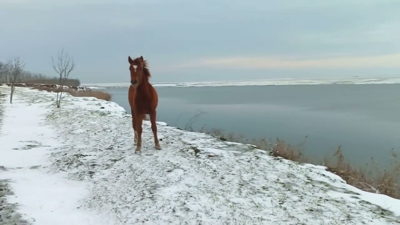 Foal 🐴 rushes like the wind over cliff above the lake / Жеребёнок 🐎 несётся как ветер вдоль озера +
