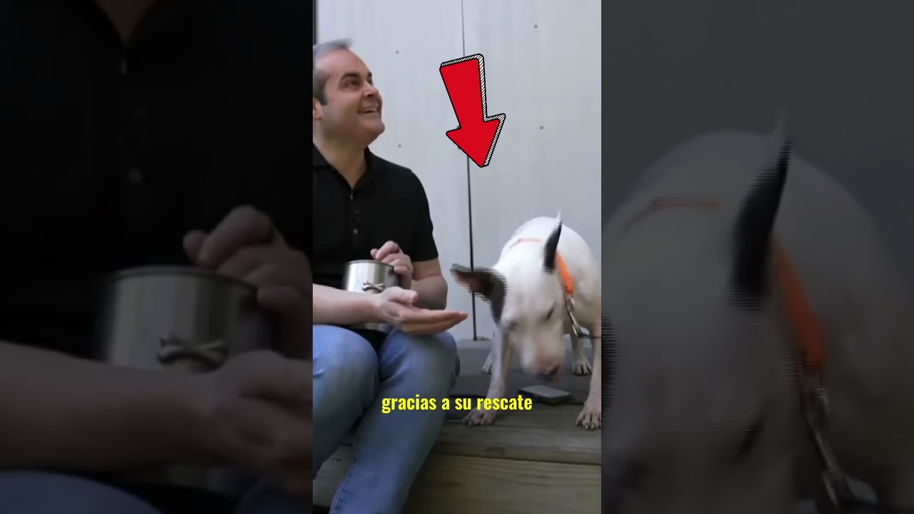 Perro Abandonado en Medio del Hurac&aacute;n: La Historia de Trooper