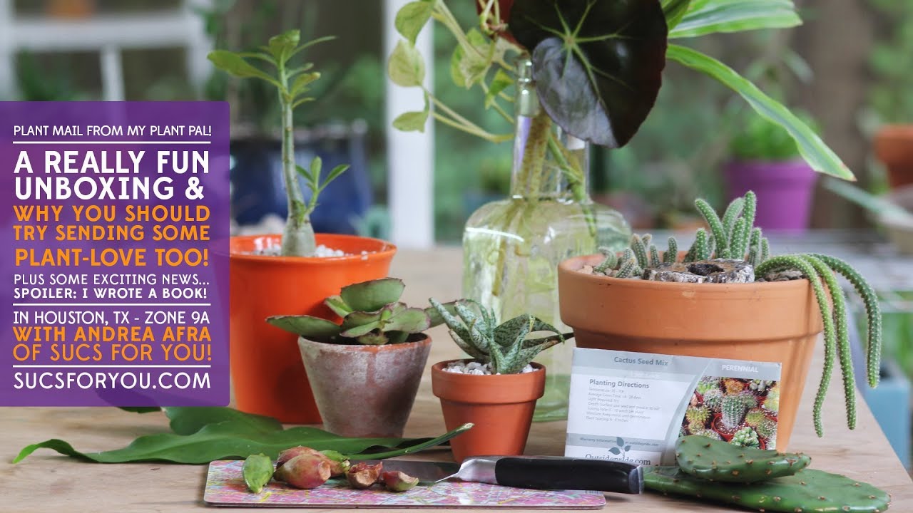 Unboxing succulents and more from a first time plant-mailer friend!