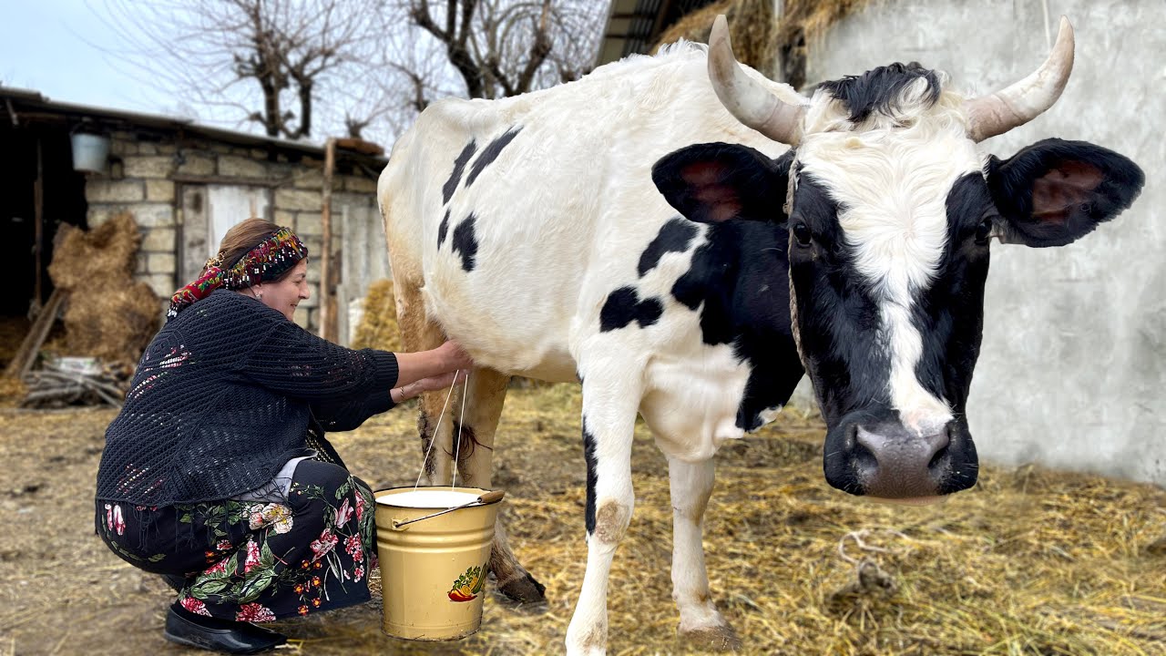 Бабушка Доила Корову: Готовим Рисовый Плов и Пудинг из Свежего Молока!