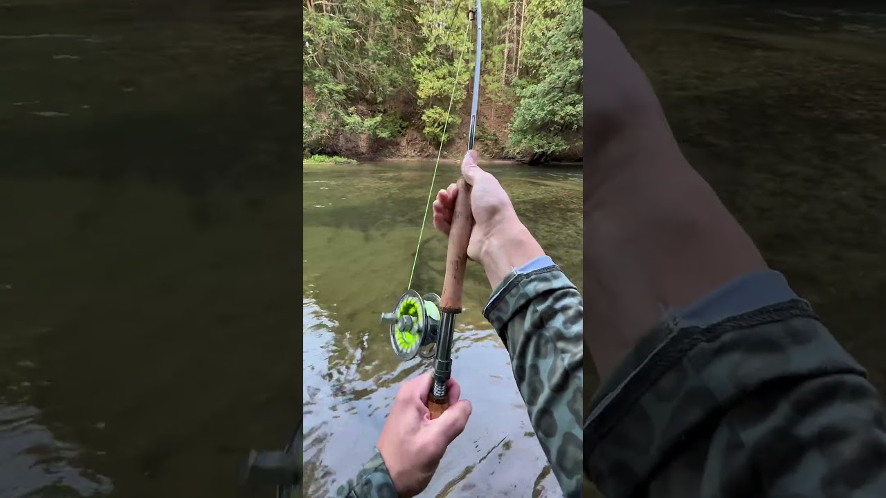 King salmon peeling drag #flyfishing #fishing #kingsalmon #michigan #trout