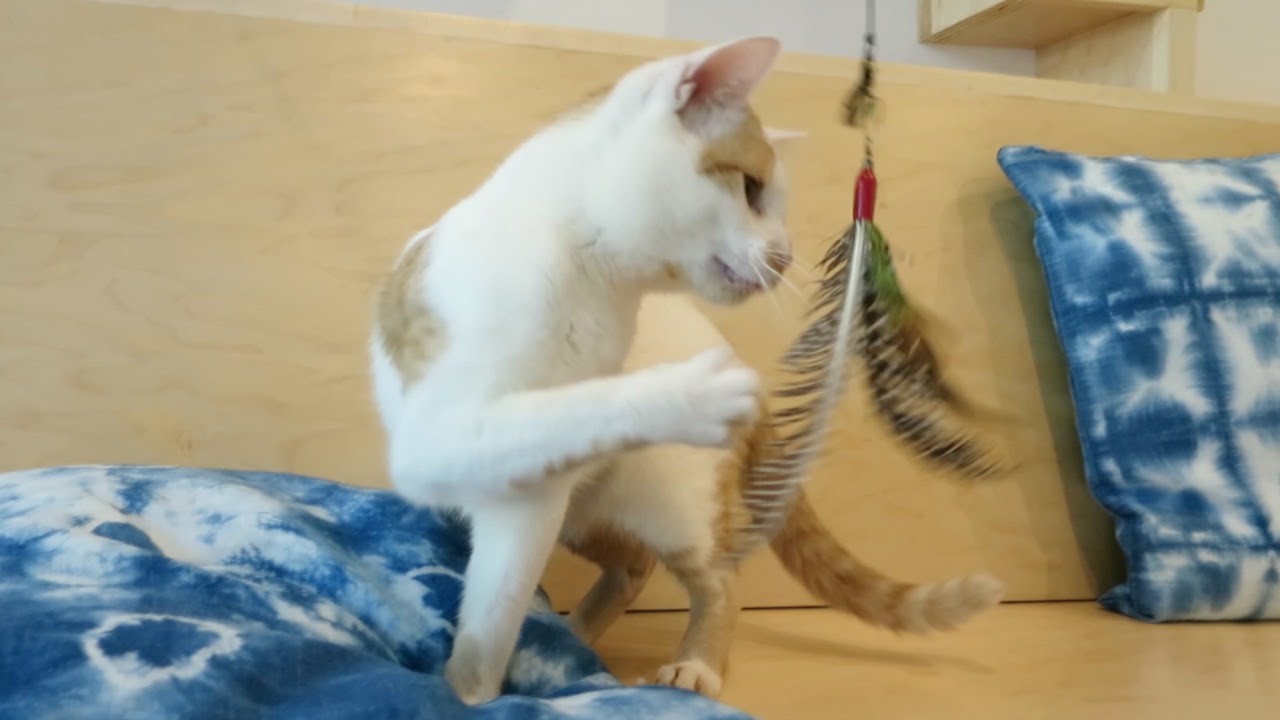KitTea: San Francisco's First Cat Cafe