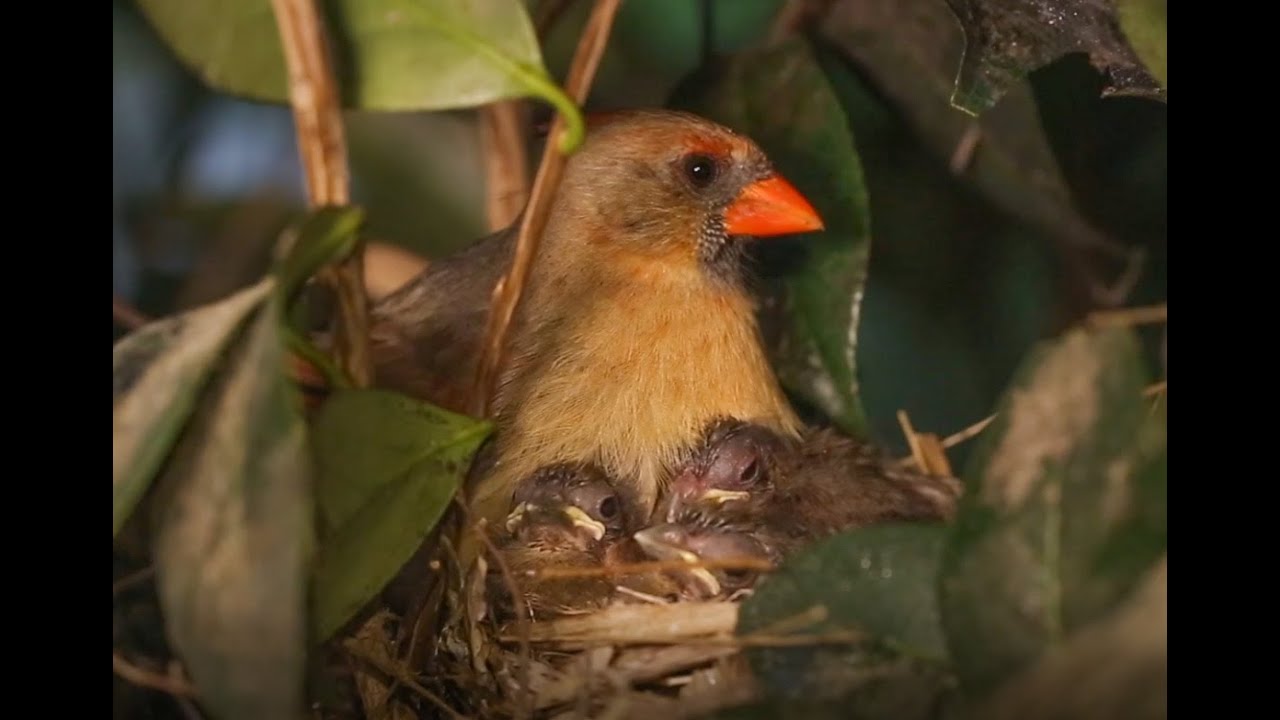Female Northern Cardinal Feeding Baby Birds In Nest! HD 1080p RARE Close-up!