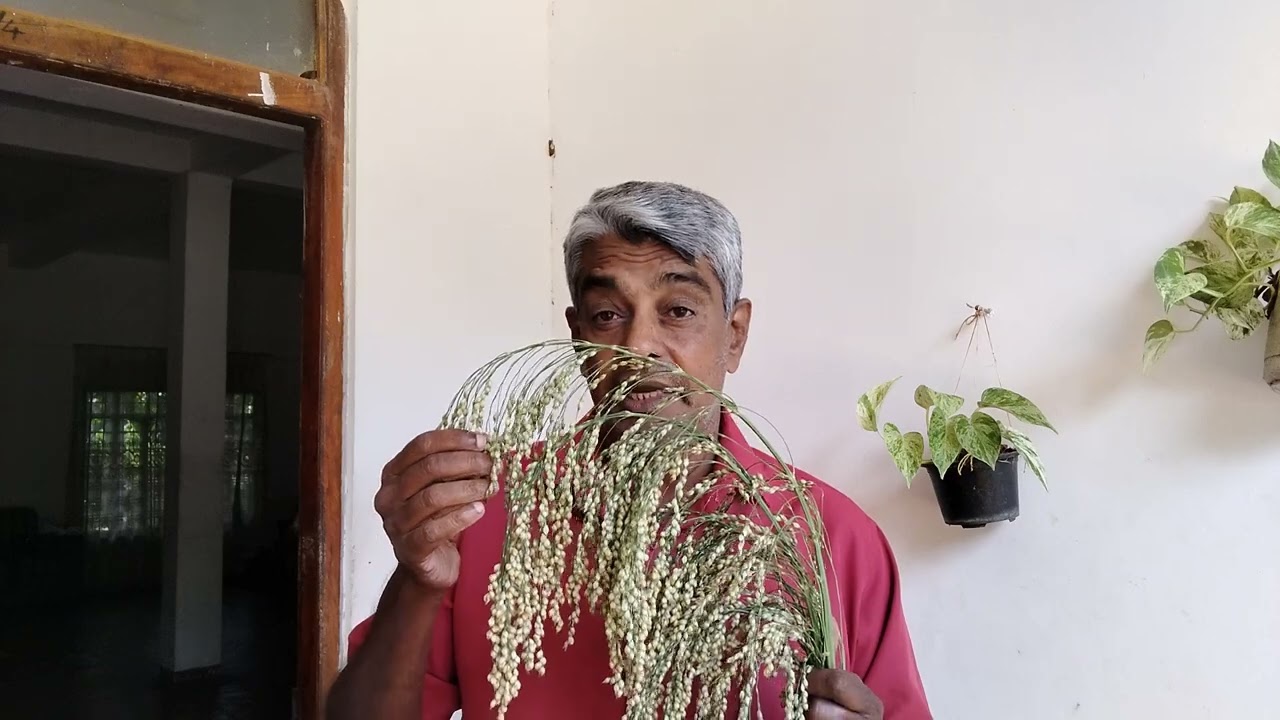 ස්වයංජාතක වී ප්‍රභේදයේ ඉතිහාස කතාව.