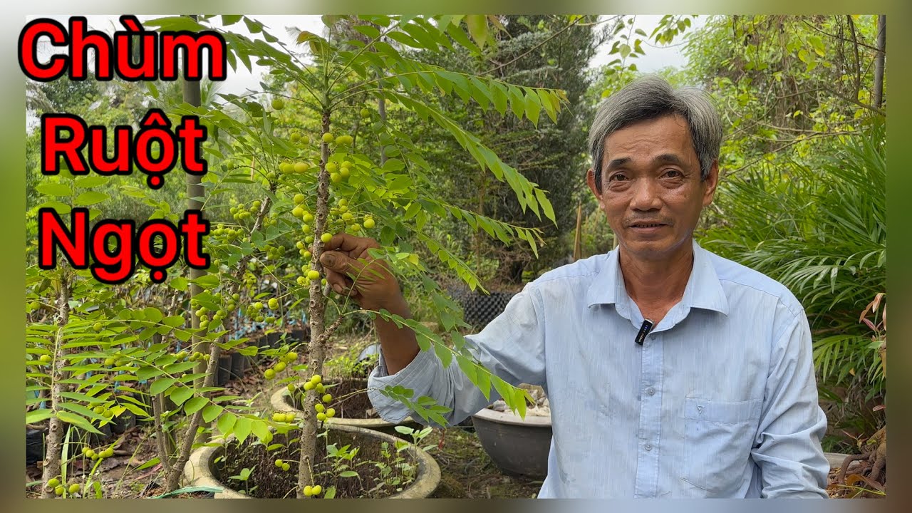 Cây Chùm ruột ngọt tứ quý siêu trái | 0386569374 - Ngọc Ngân Bến Tre | Chuyên cây độc lạ