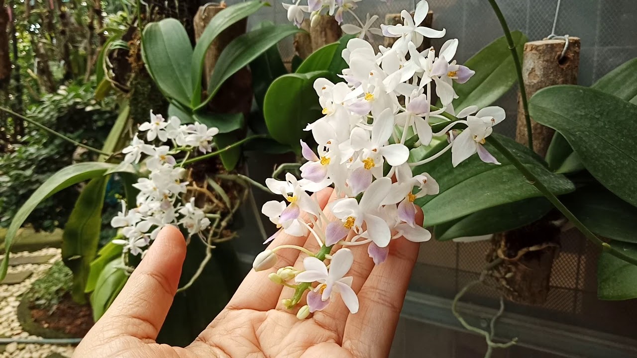 Phalaenopsis equestris var coerulea