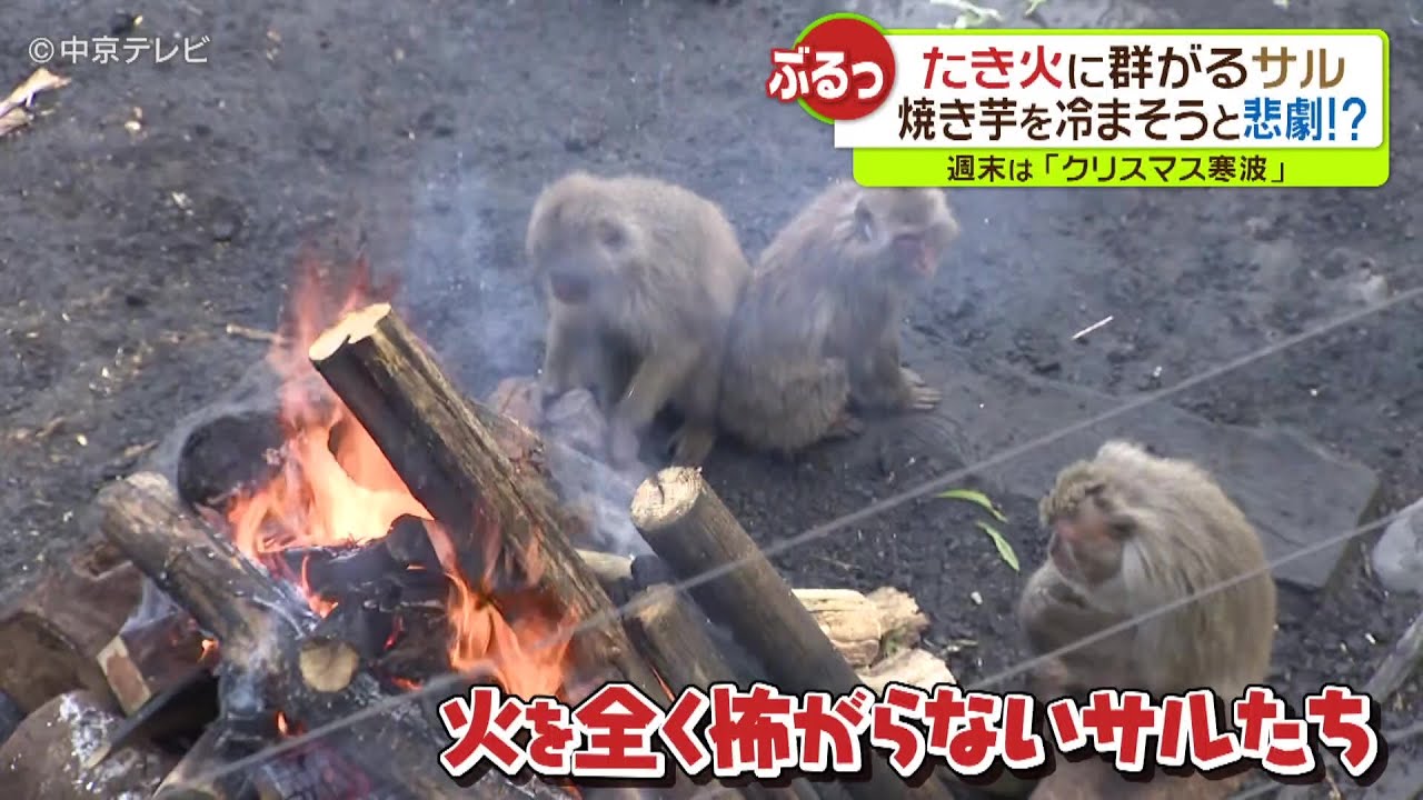 【たき火】群がるサル　焼き芋を冷まそうと…悲劇が…!?愛知・日本モンキーセンター