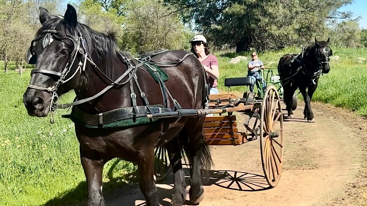 A Saturday Saunter on Picturesque Trails with Annette’s Percherons, Lex and Bella!