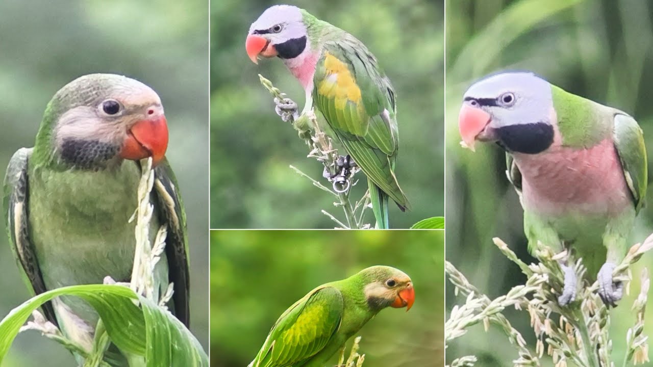 Suara Burung Betet Memanggil Kawannya di Alam Liar