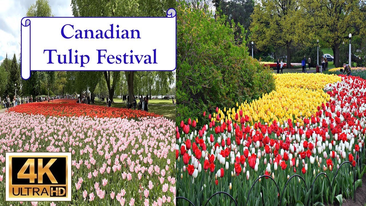 Canadian Tulip Festival - 4K