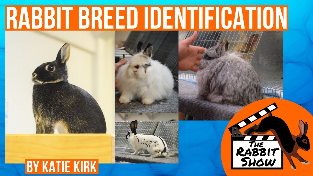 Rabbit Breed ID 52 Breeds????? How to identify each breed