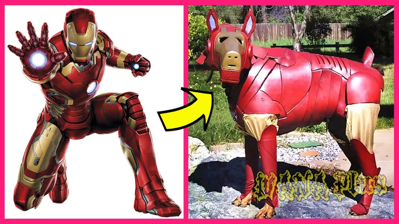 SuperHeroes Characters In Real Life As Dogs 👉@WANAPlus