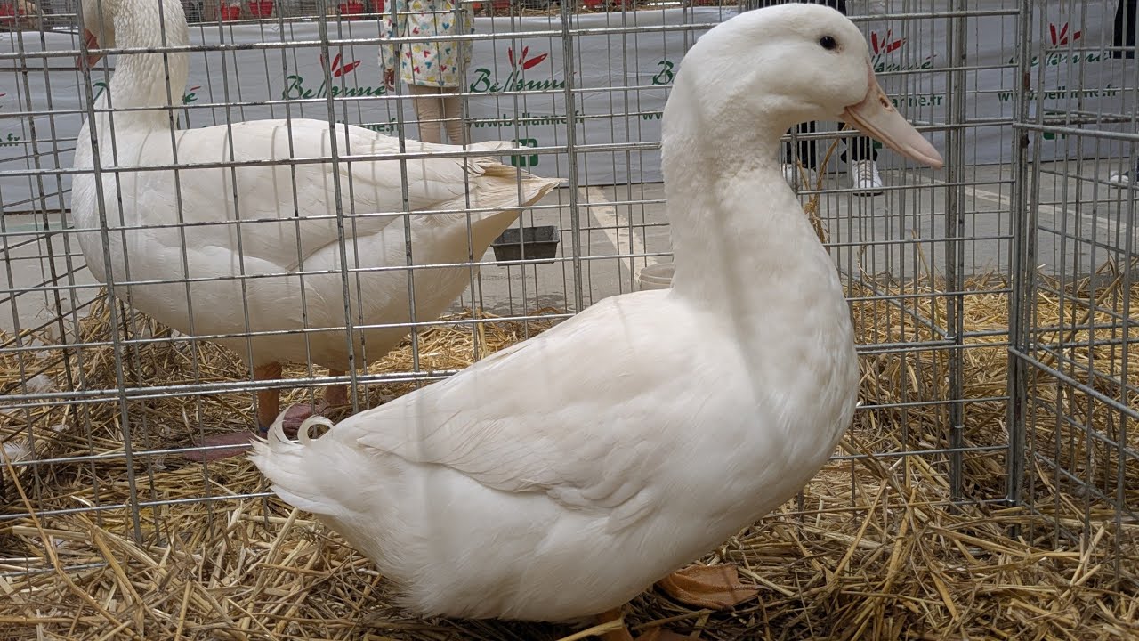 Comment nettoyer, laver, un canard ou une oie pour une exposition avicole.