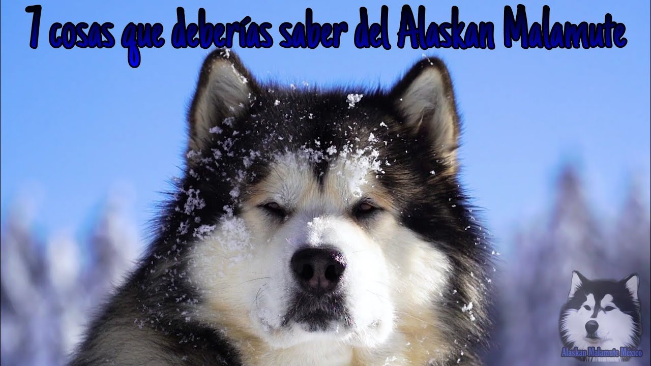 7 cosas que deberías saber del Alaskan Malamute