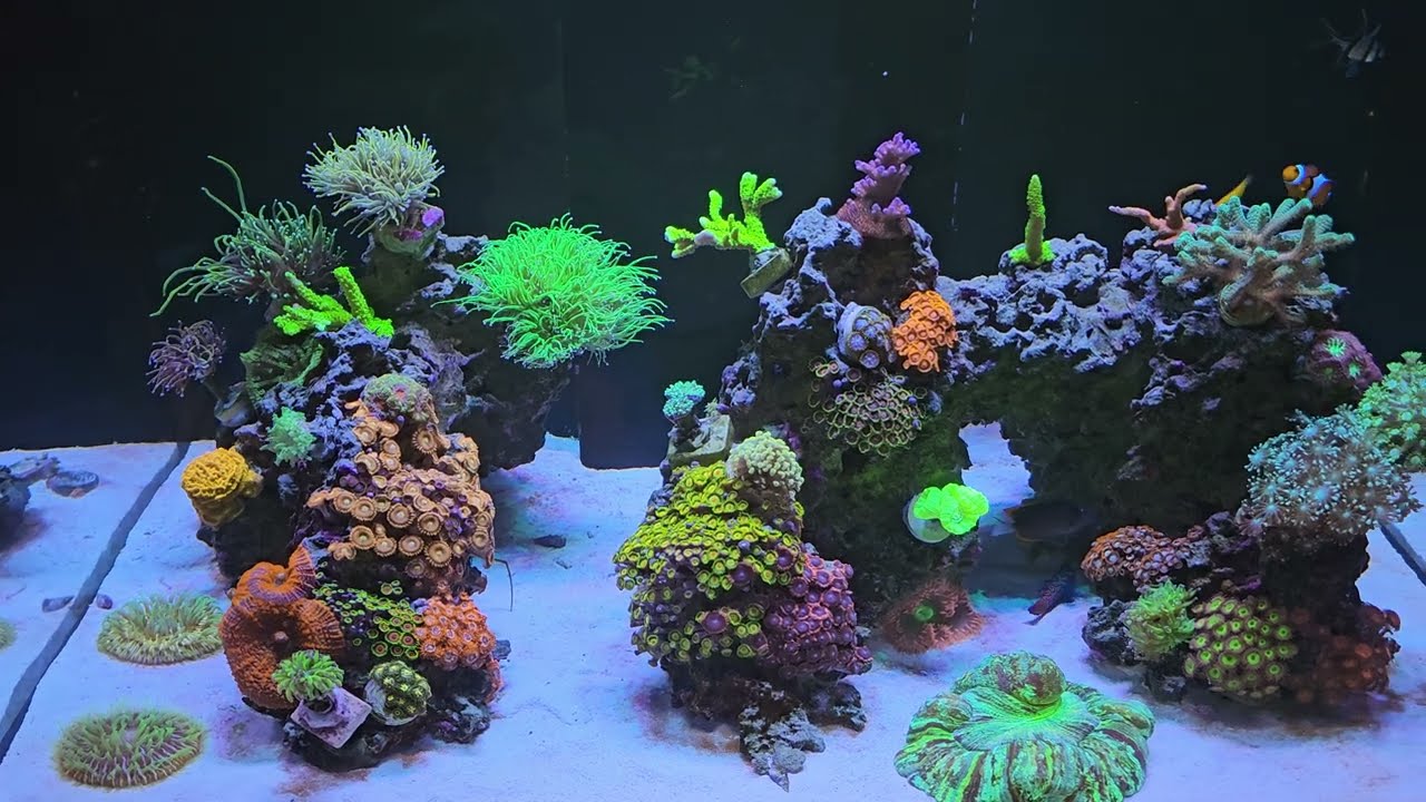 Aquario Marinho - Red Sea Reefer 300g2 - Dia #367